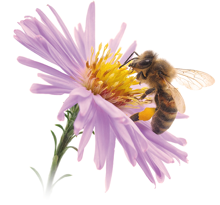 My Little Farm - 6 Fakten über Bienen