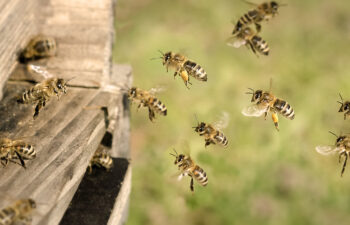 My Little Farm - Grundausstattung Bienenstock