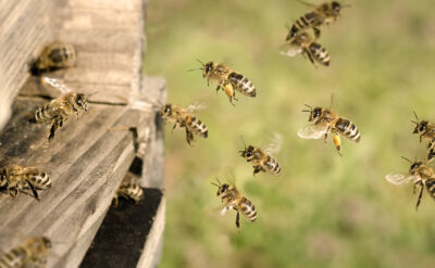 My Little Farm - Grundausstattung Bienenstock